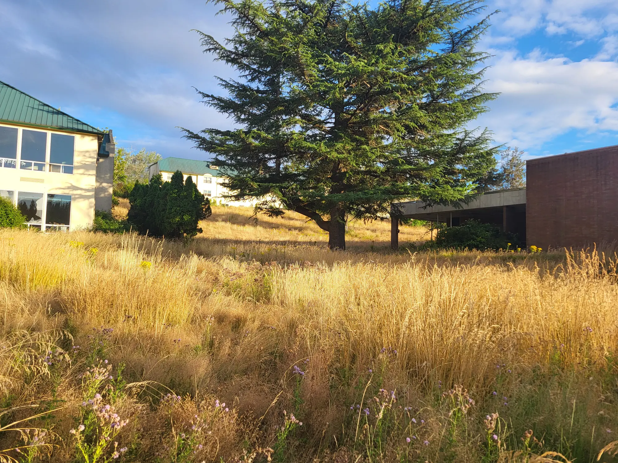 Wide current view across the vacant campus grounds