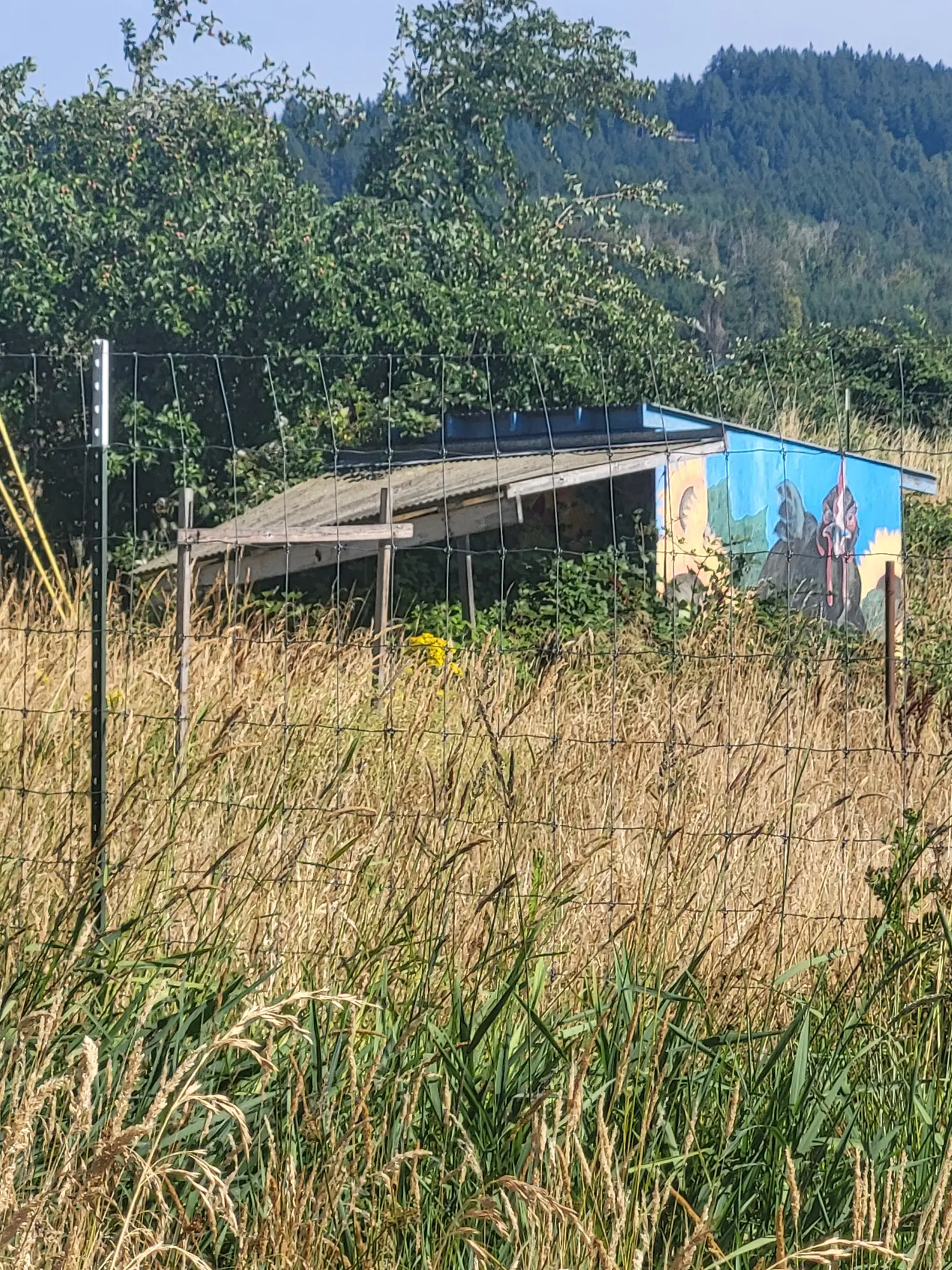 Current garden and fruit stand area showing fencing, graffiti, and overgrowth